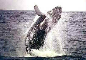 humpback01.jpg (18832 bytes)