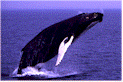 used with permission of www.whalenet.net